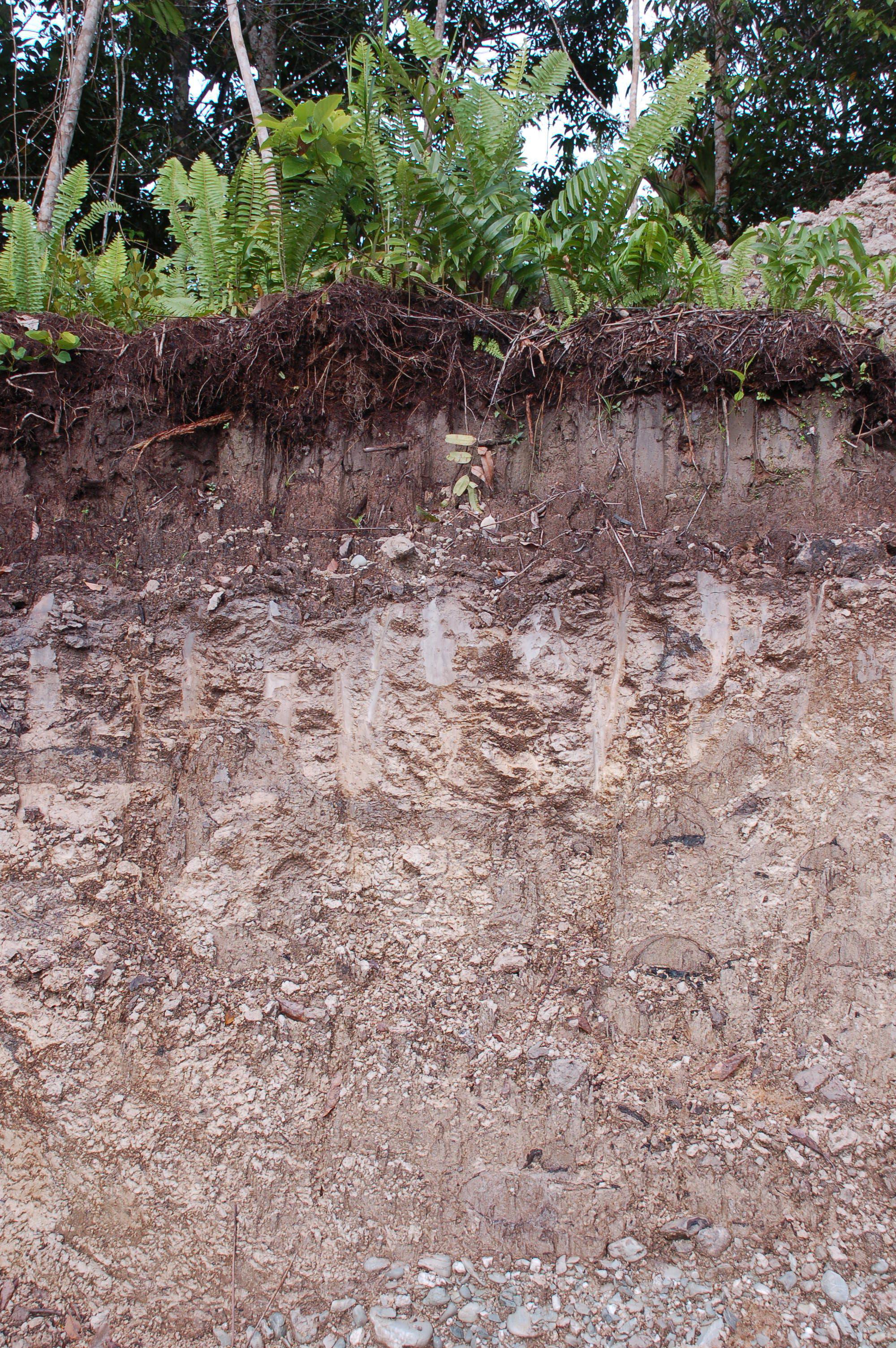 /media/2k5pylzr/forest-soil-with-ferns-indonesia.jpg