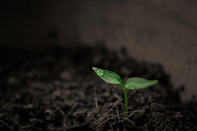 /media/b0wjbcxj/plant-2551467_640.jpg