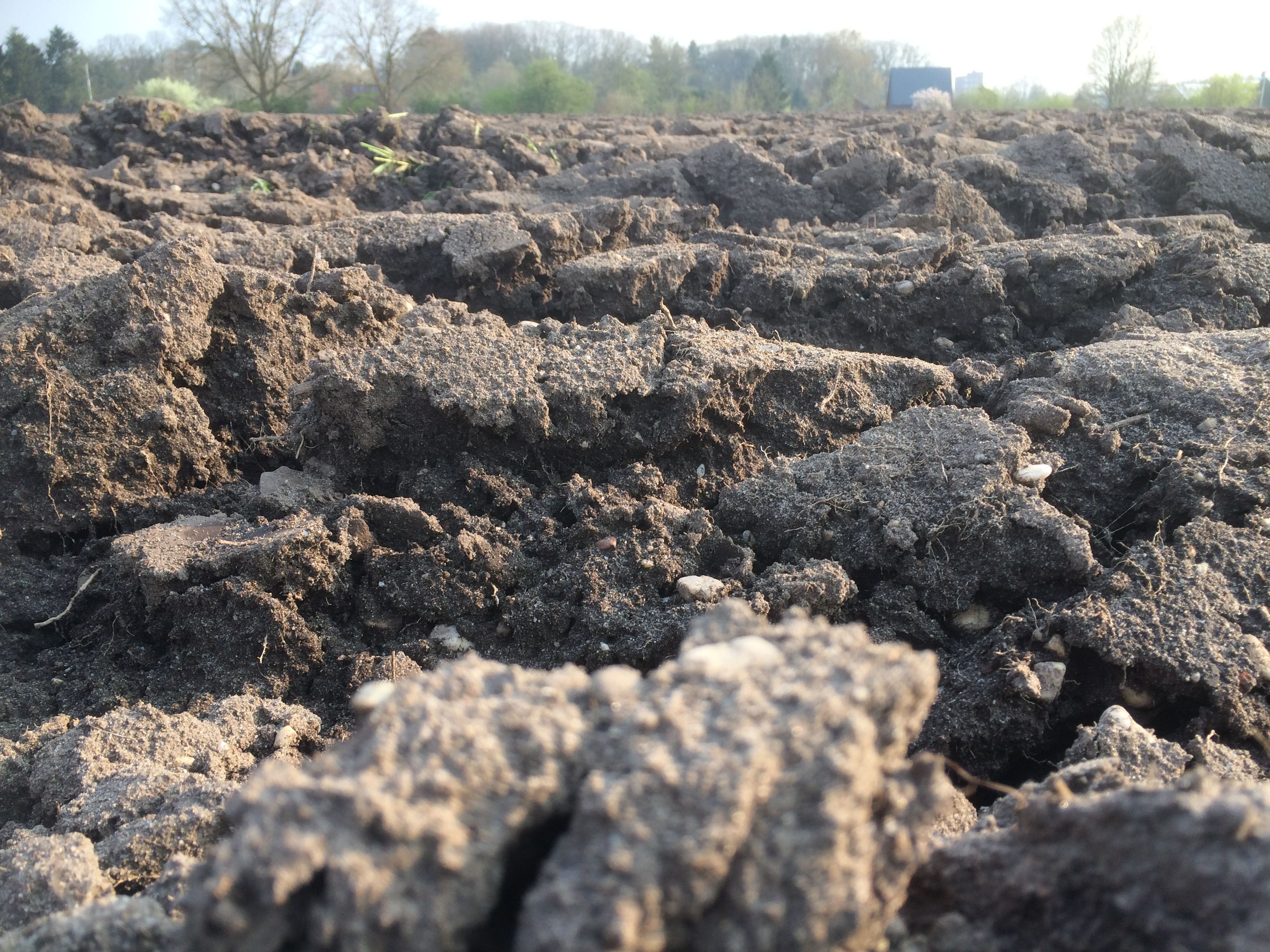Wheat field in Spain