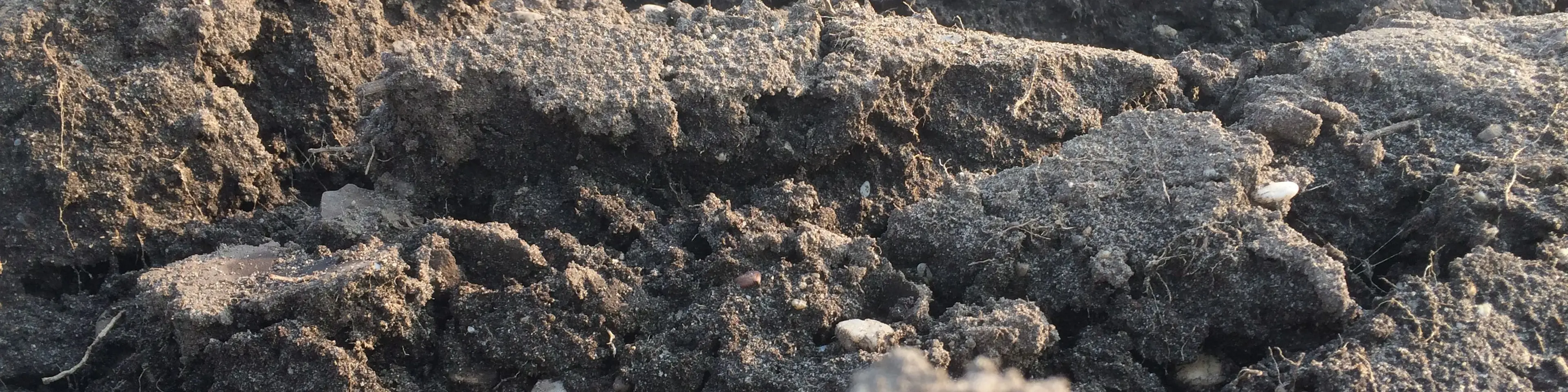 Wheat field in Spain