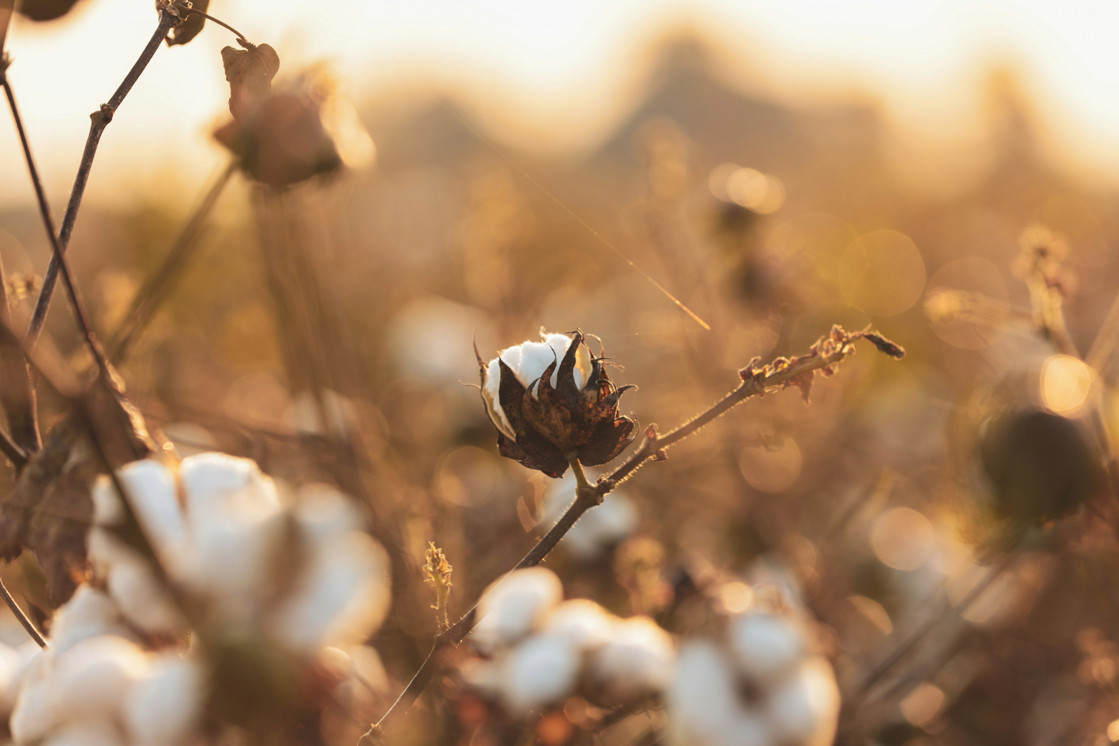 Lecture: Fashion footprints in soil: Fiber, mining and waste