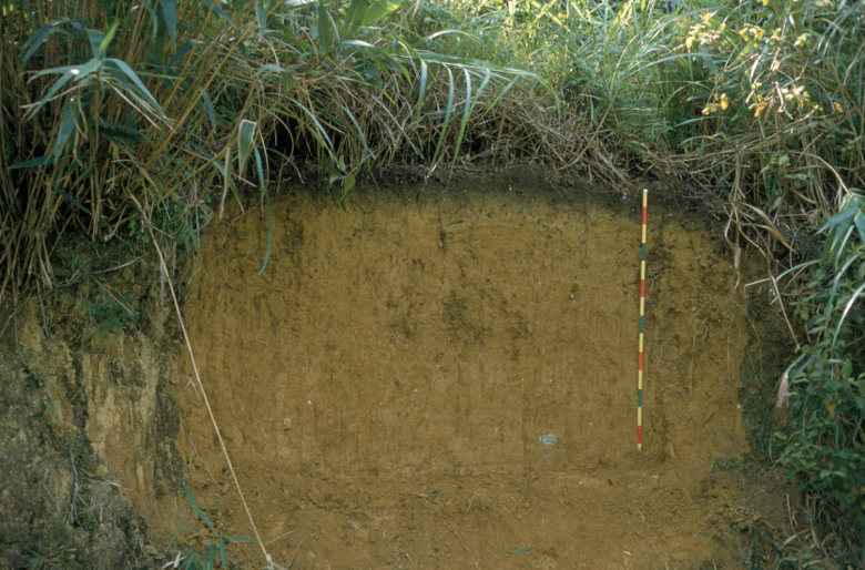 Deep yellow Acrisol derived from granite in hilly terrain, China.