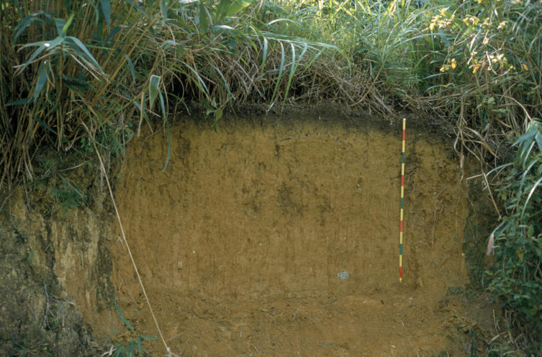 Deep yellow Acrisol derived from granite in hilly terrain, China.