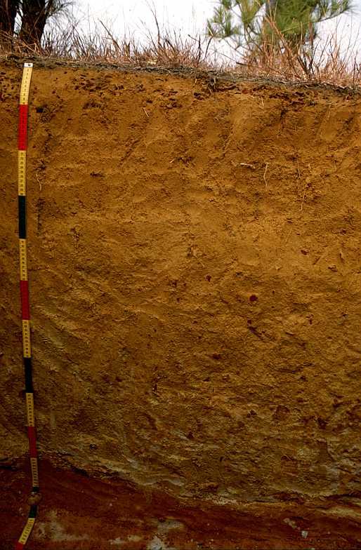 /media/t5qb3e22/yellowish-alisol-china.jpg