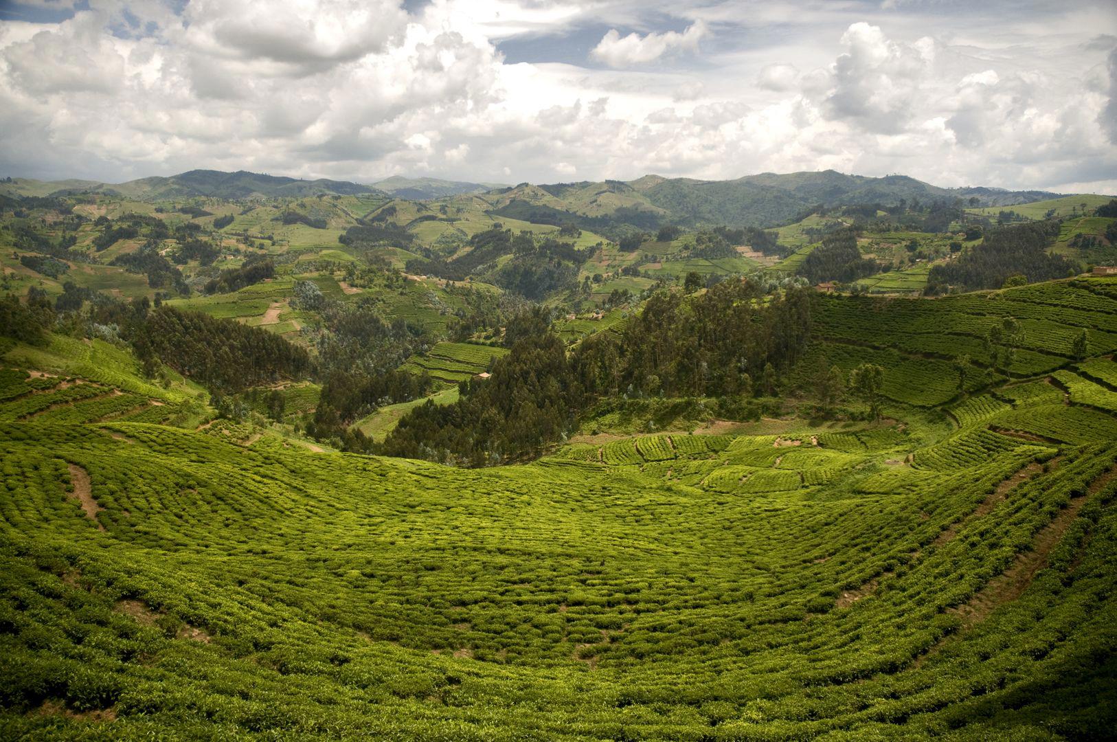 /media/uvxfjaye/print-version-300-dpi-shutterstock_161247860_theeplantage_rwanda.jpg