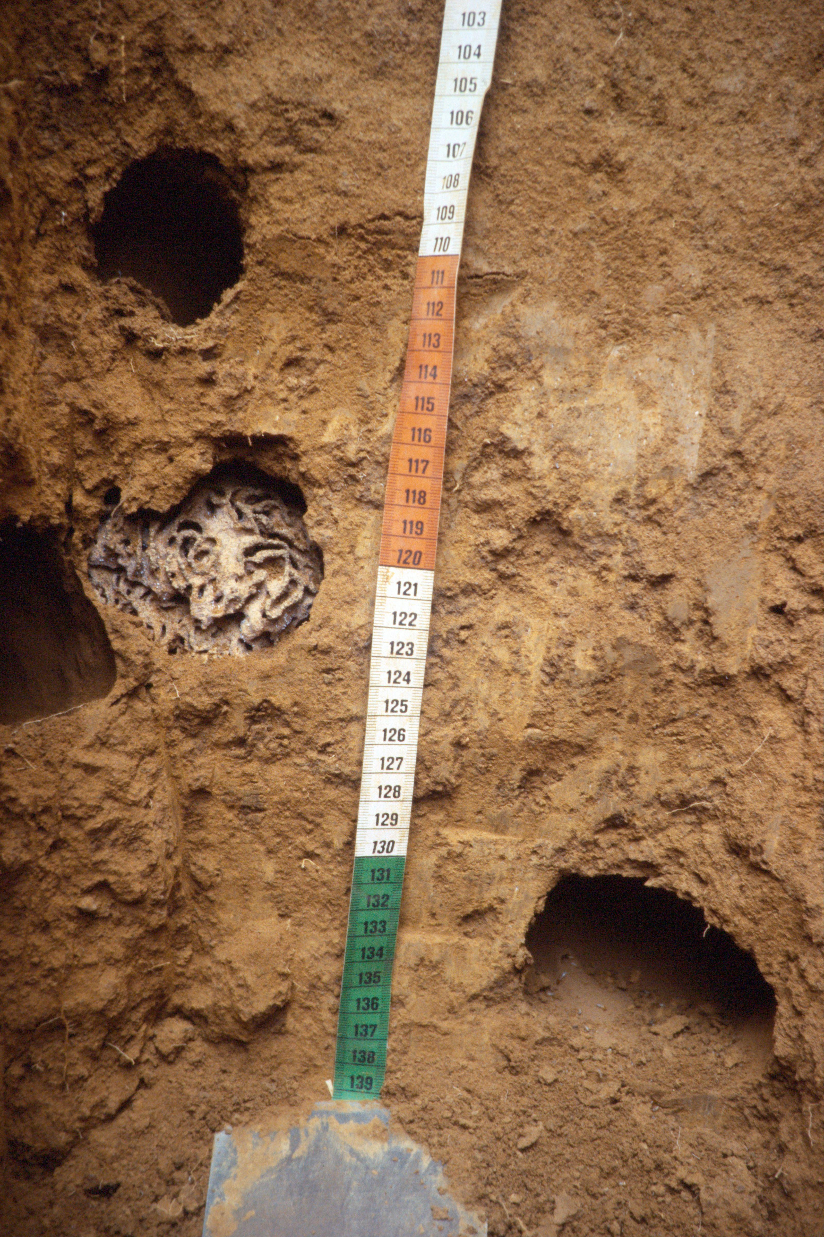 /media/wtblvsth/termite-nest-in-soil-profile-with-measurement-scale-rwanda.jpg
