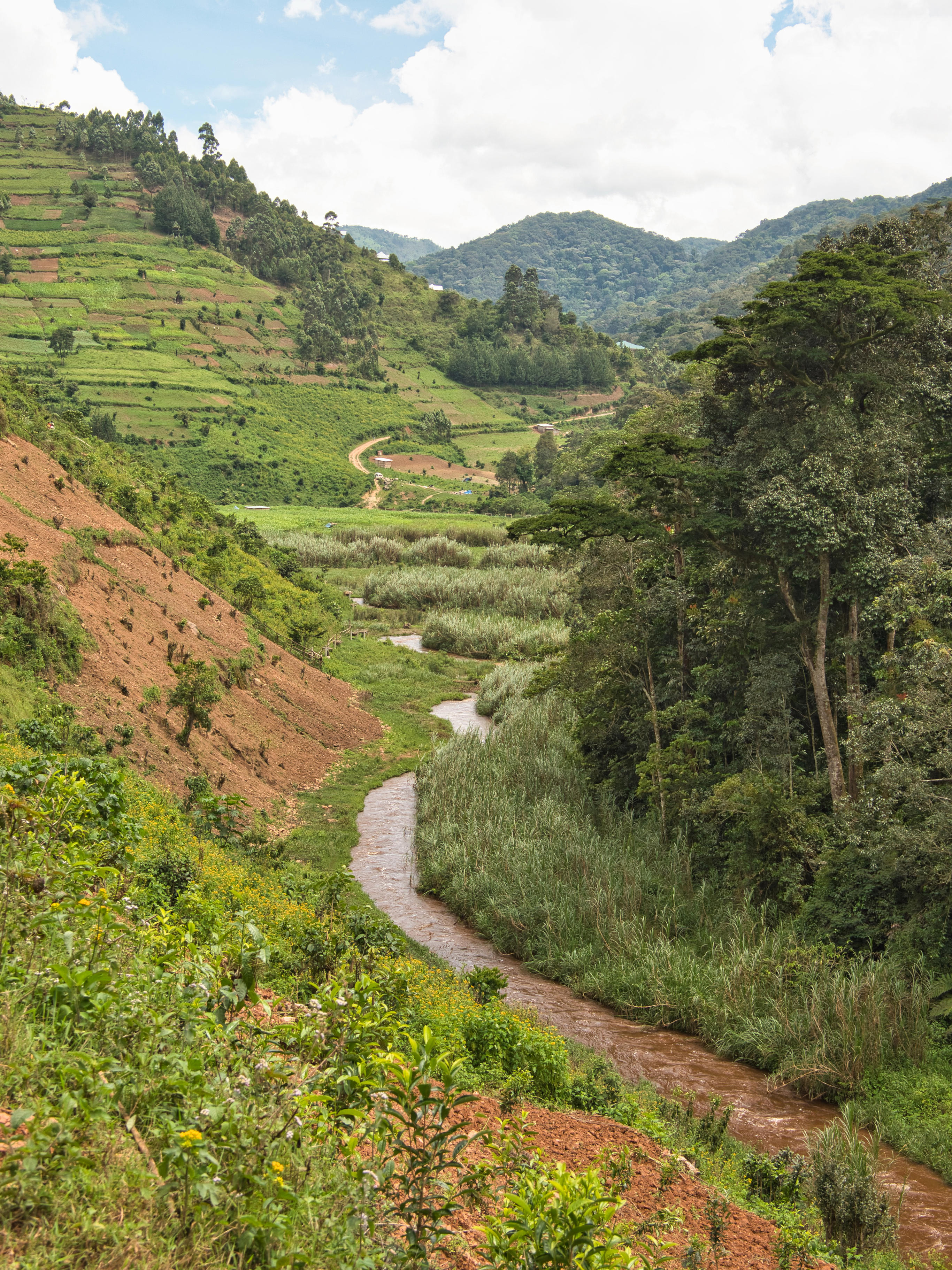 Bwindi Impenetrable Forest National Park in Uganda.