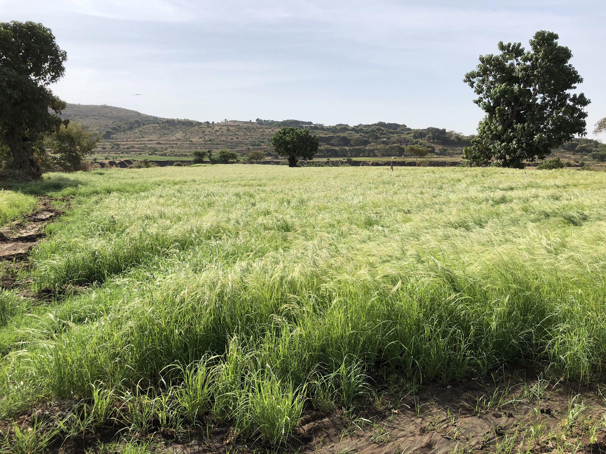 /media/znxgdtbr/teff-field-in-ethiopia.jpg